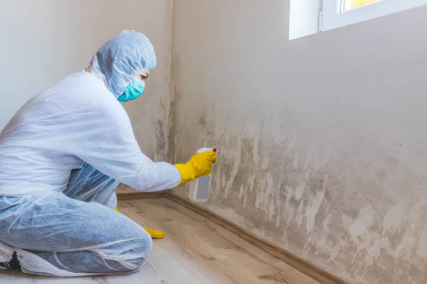 Licensed Mold Removal service in Waynesboro, VA - WQB Mold Removal